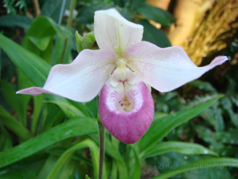 Western Michigan [2009] 171.JPG - Scenes from Frederik Meijer Gardens & Sculpture Park.